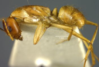 Media type: image; Entomology 21465   Aspect: habitus lateral view